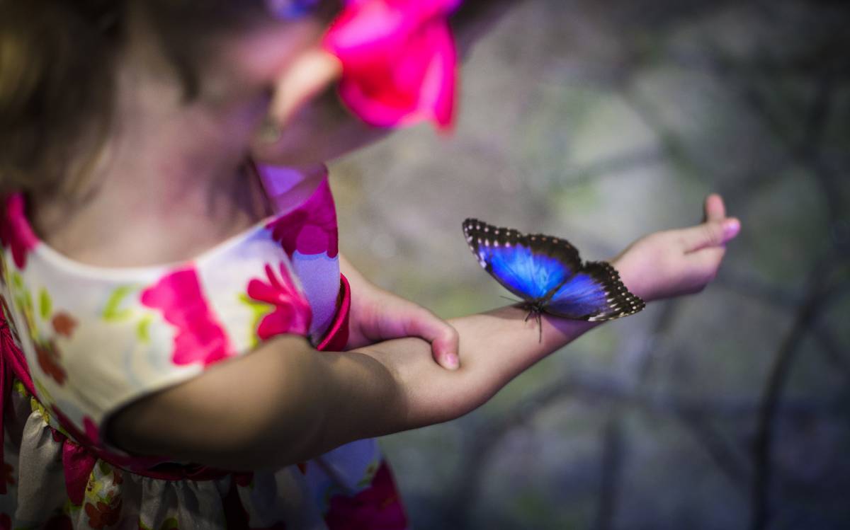 Papilonia - Casa De Las Mariposas